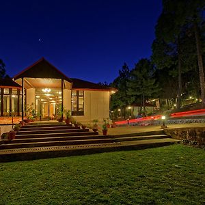 Arcadian Blue Pines